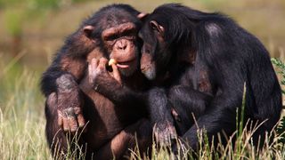 Two chimpanzees share food, a common form of social behavior.