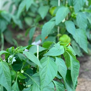 pepper plants staked with small sticks for support