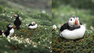 Images of puffins taken on the Sony FE 70-200mm f/2.8 GM OSS II Lens