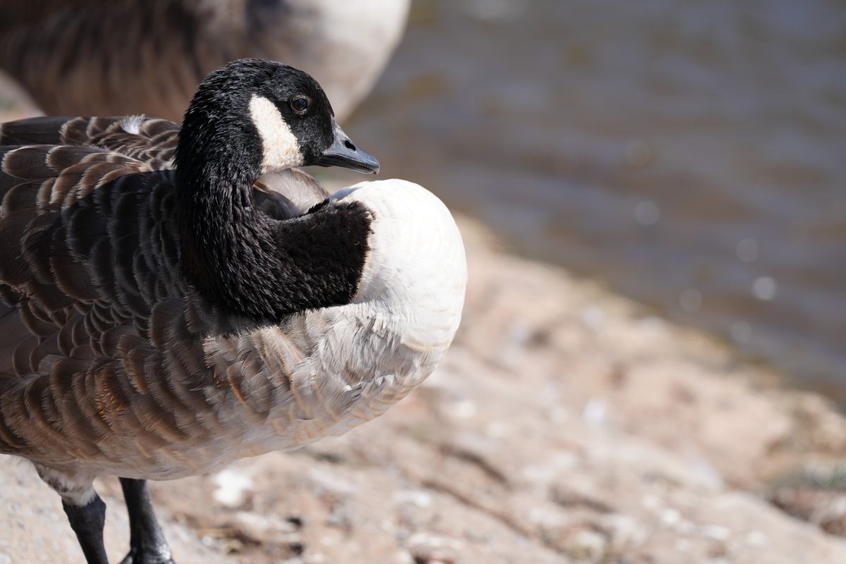 Sony FE 400mm f/4.5 GM OSS sample image