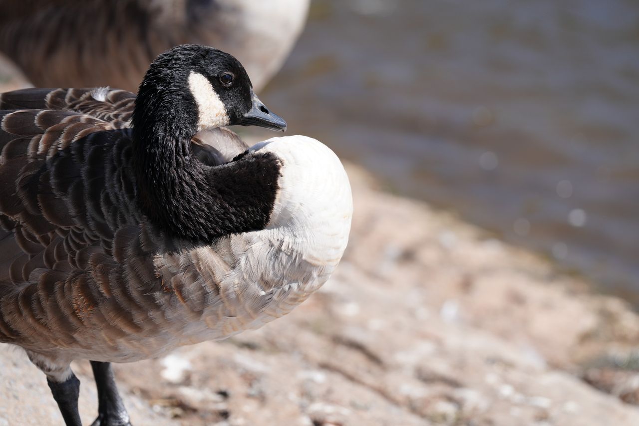 Sony FE 400mm f/4.5 GM OSS sample image
