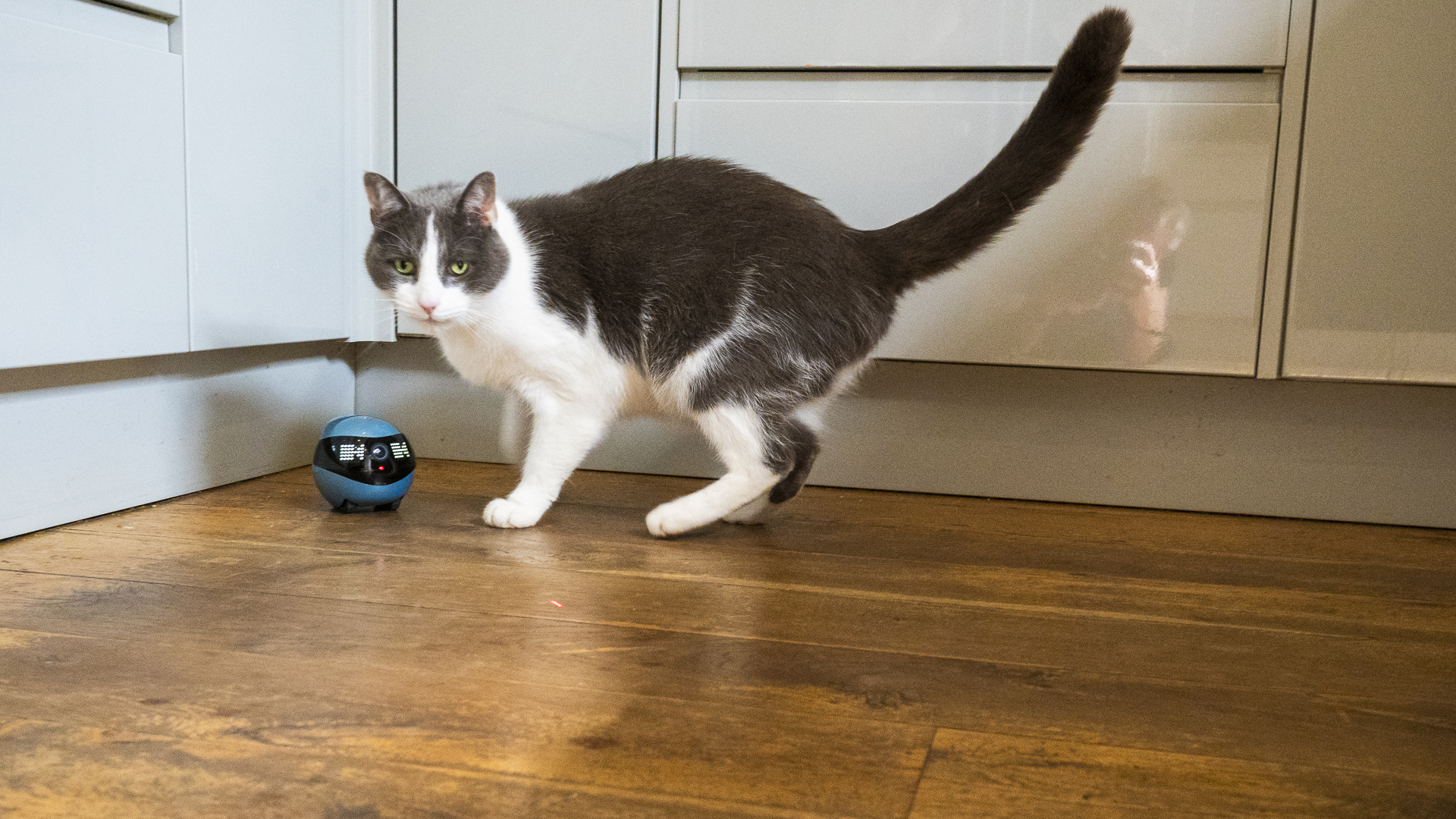Enabot Ebo Air 2 in a kitchen with a cat