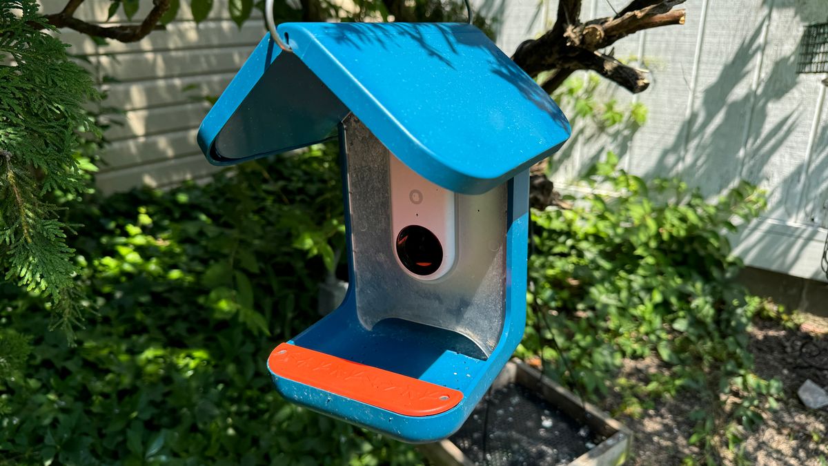 Birdbuddy experiential