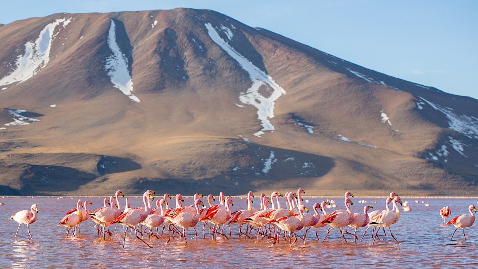 Photo of a group of flamingos standing in the lagoon with a mountain in the background