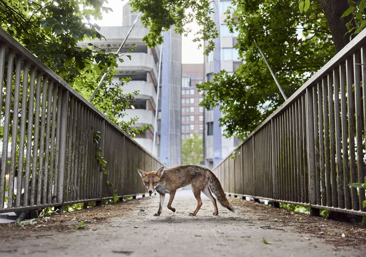 Photograph of a fox in the middle of a footbridge with high-rise buildings and tree canopies in the background 