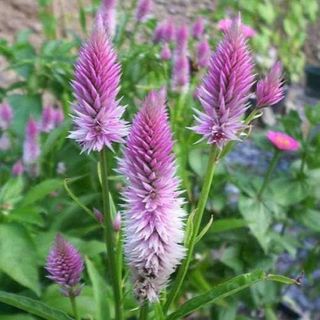 Outsidepride 1000 Seeds Perennial Pink Celosia Spicata Flamingo Flower 