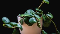 Trailing jade plant