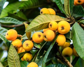 Fruits on Loquat tree