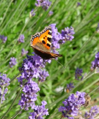 How-to-Grow-Lavender-Butterfly-Sarah-Davis