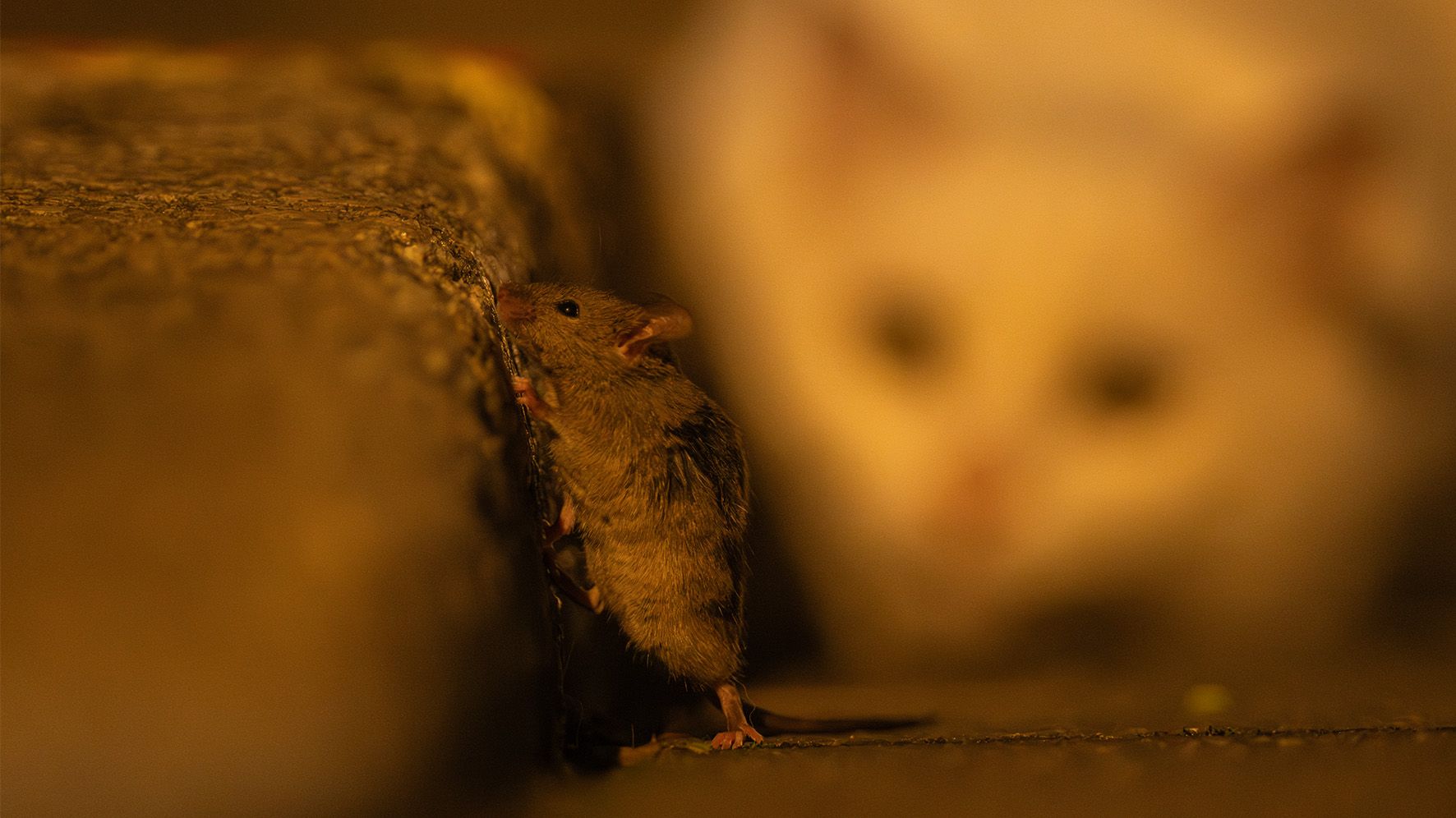 Photographer Captures Ominous Real-Life 'Tom & Jerry' Scene