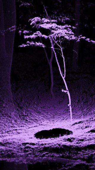 Purple forest. Formafantasma imagery promoting Prada Frames symposium at Fuorisalone