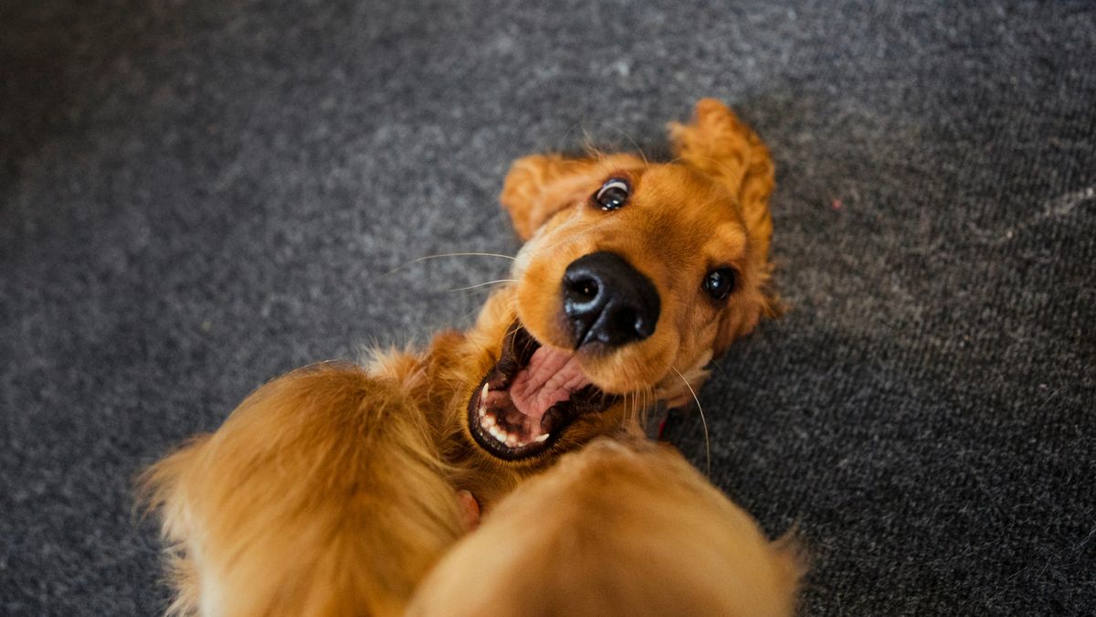 Excited Cocker Spaniel playing on his back