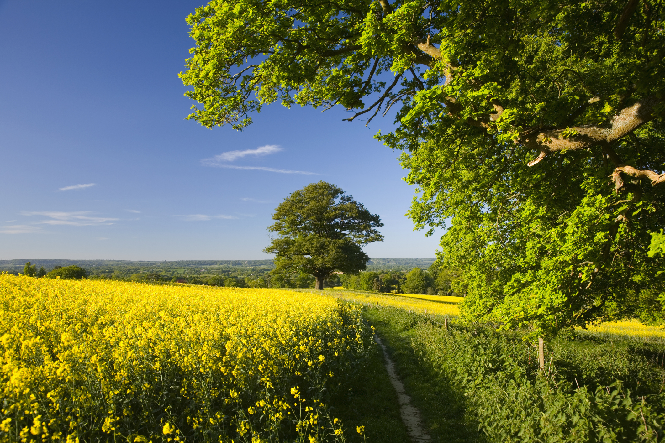 Spring scene in UK, with yellow flowers on oilseed rape crop, blue sky, and oak tree in foreground