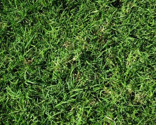 Bermuda grass lawn