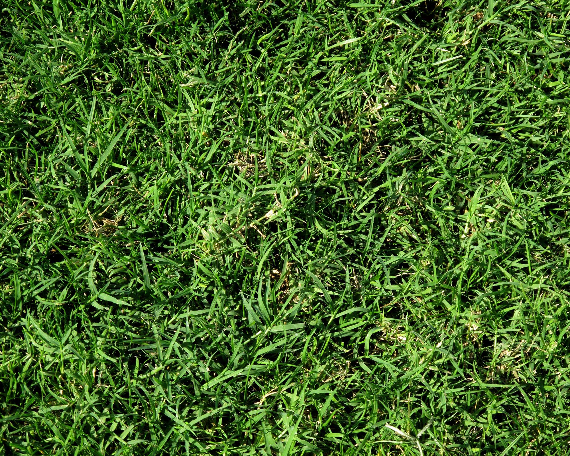 How long does it take grass to grow? | Gardeningetc