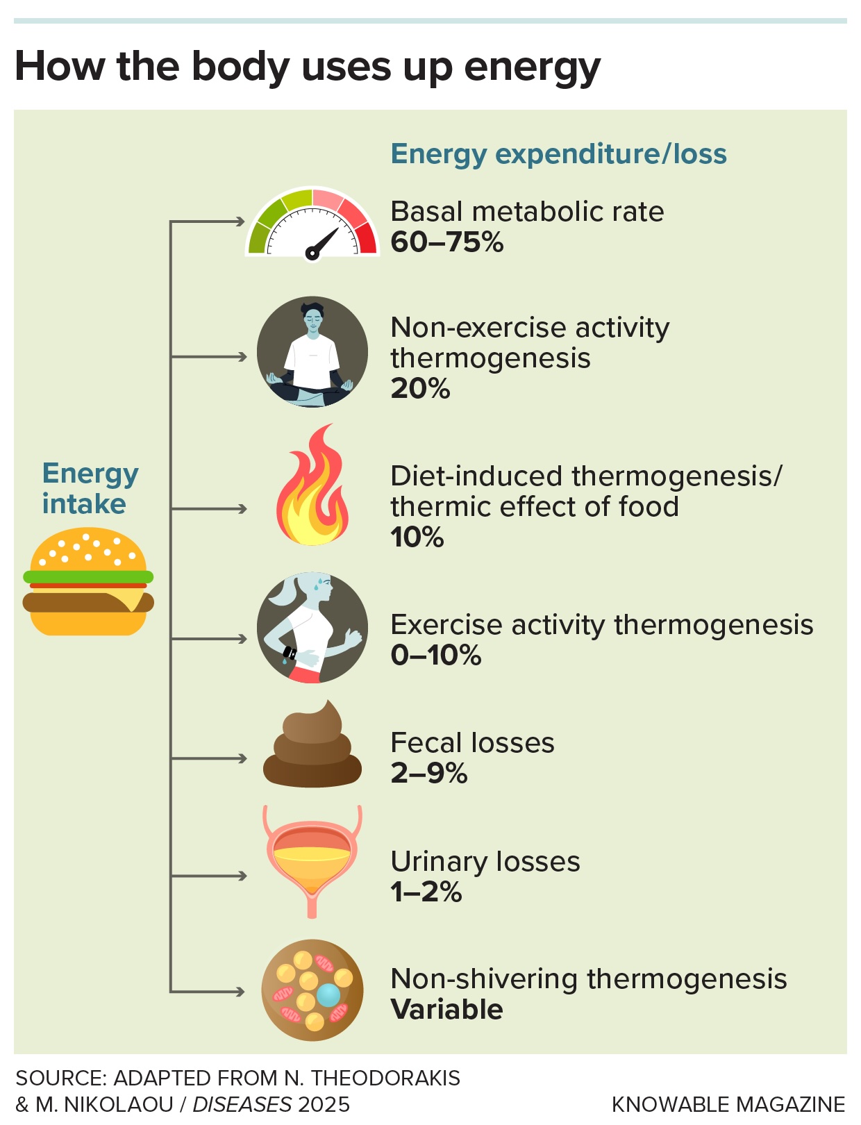 A diagram of the different ways the body uses energy