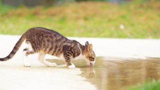 Cat drinking out of puddle