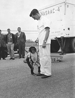 U.S. Mercury program’s Ham, the first chimpanzee ever to ride into space in January 1961 is shown off by his animal trainer at Cape Canaveral, Florida.