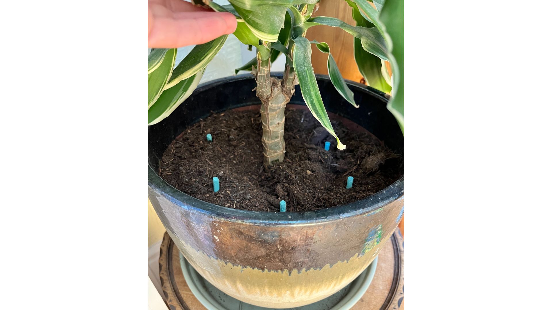 a big houseplant with five food sticks