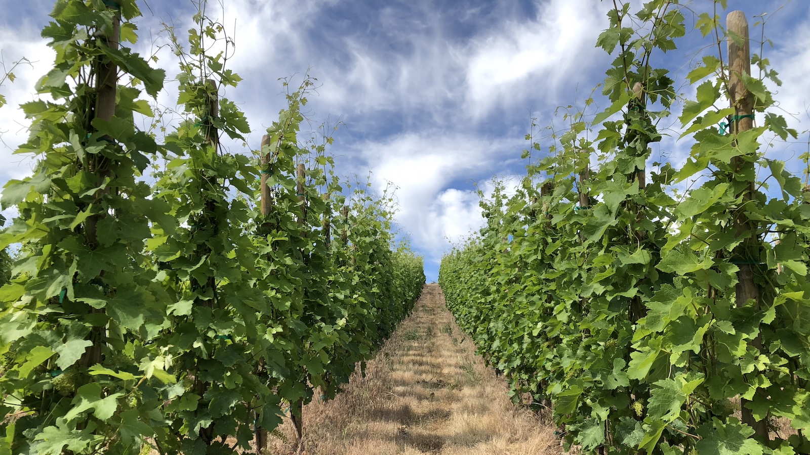 Syrah vines trained on individual stakes, called the echalas system, at WeatherEye Vineyard in Washington.