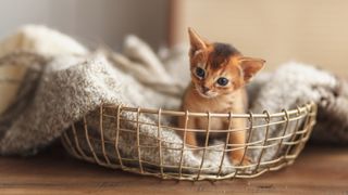 Ginger kitten in a basket