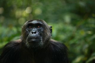 An adult male chimpanzee in Kibale National Park, Uganda.