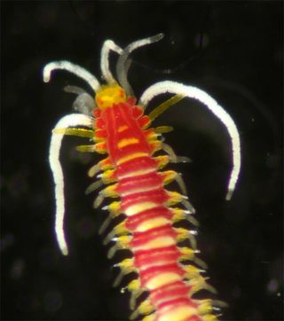 Myrianida worm