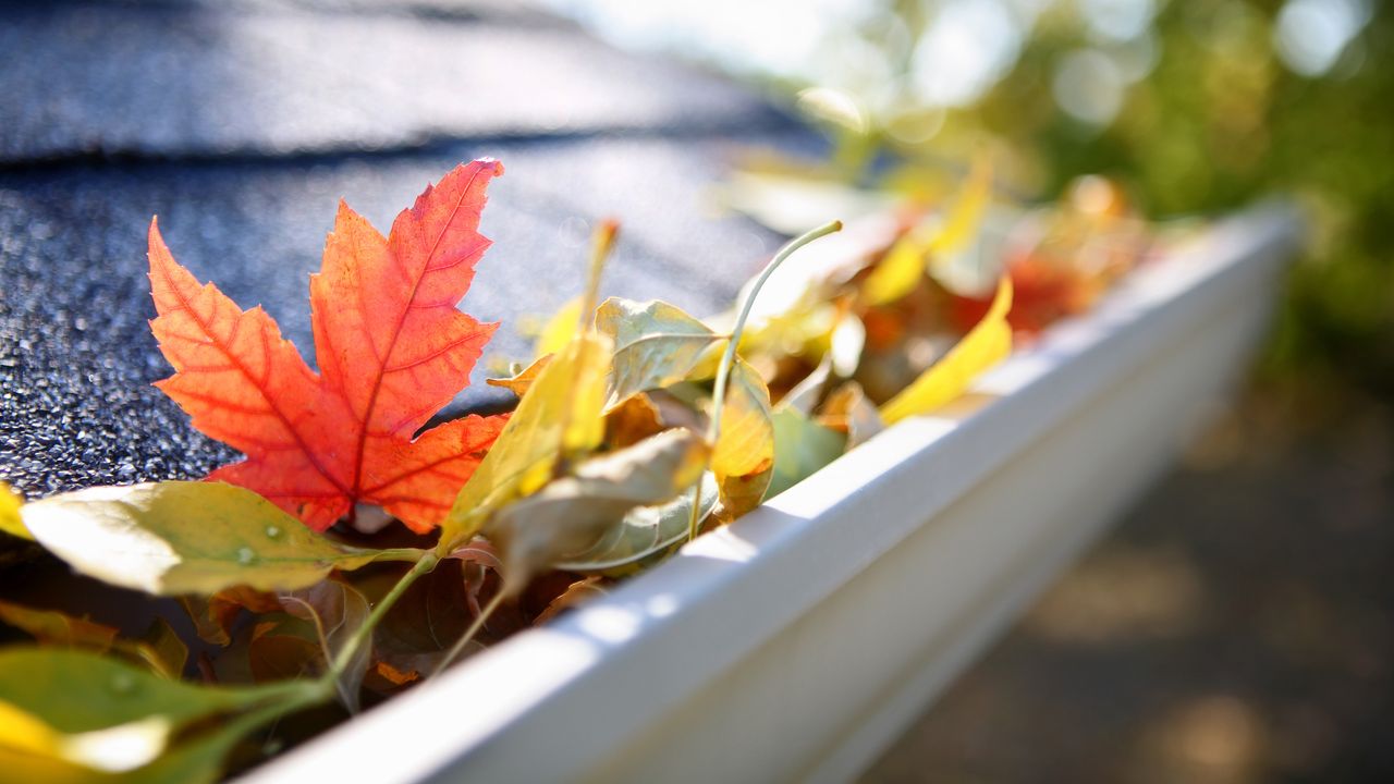 Autumn leaves in gutters