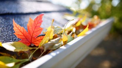 autumn leaves in gutter