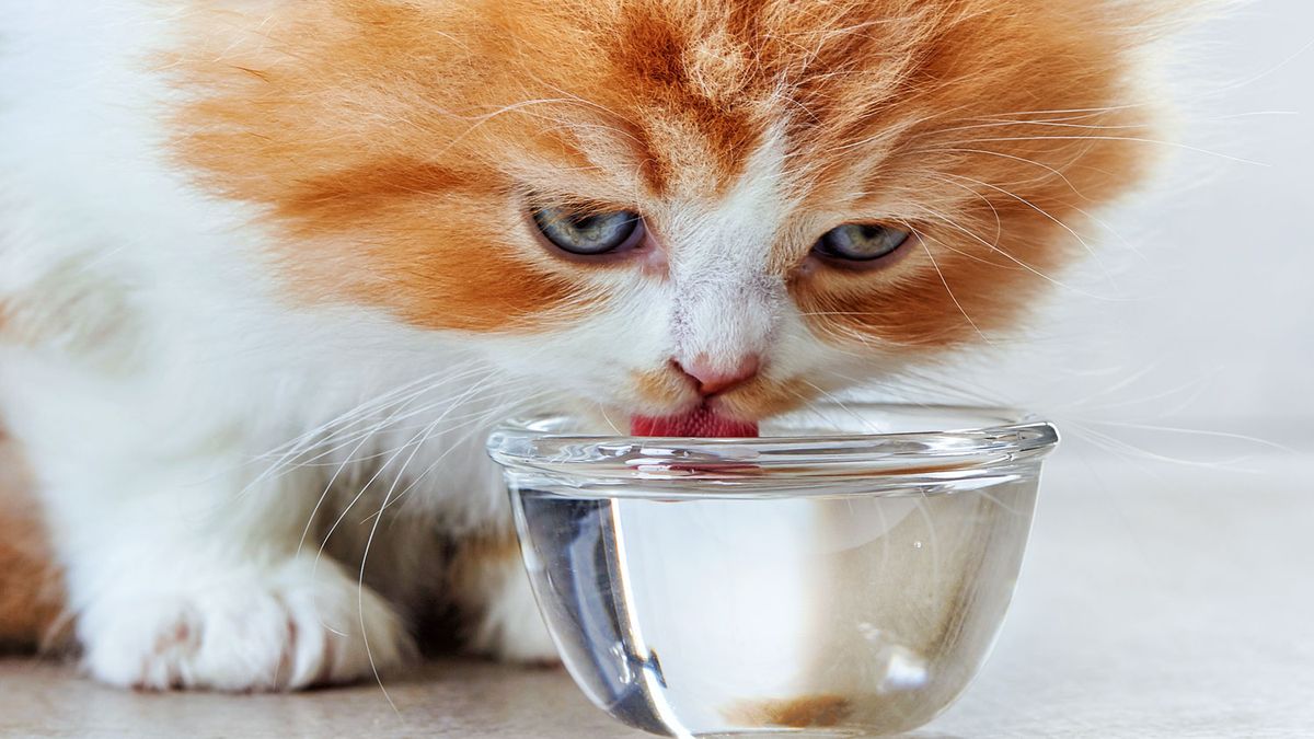 Why is my kitten drinking a lot of water? PetsRadar
