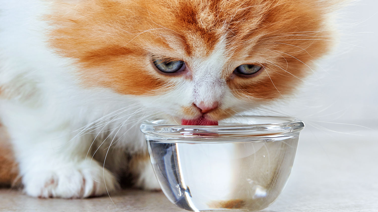 Why is my kitten drinking a lot of water? PetsRadar