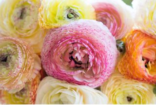 ranunculus blooms in pink, yellow and white