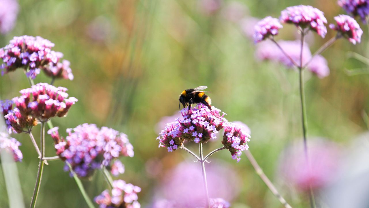 Bee on purple flower