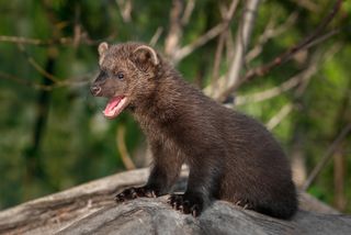 A young fisher cat vocalizing.