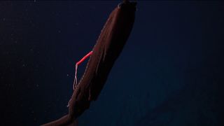 Close screen grab of the gulper eel in the video with the parasite attached to its body.