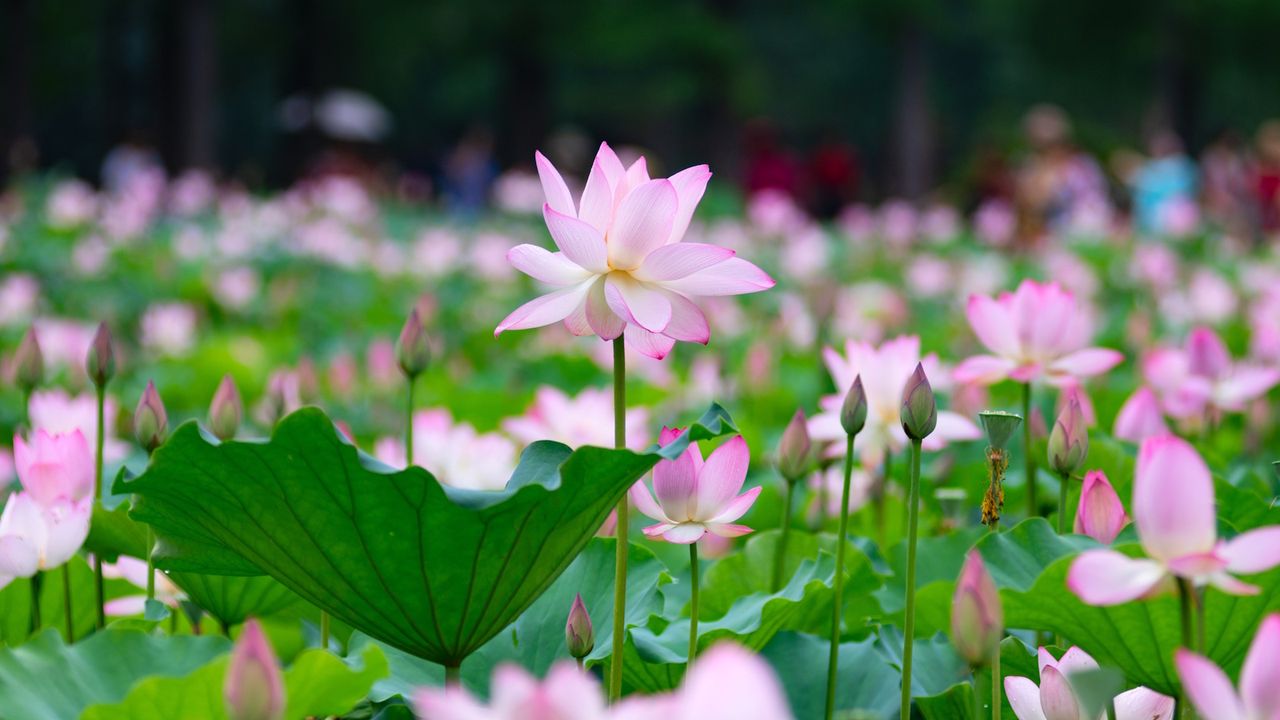 The pink lotus flower in bloom in summer in a vast garden pond