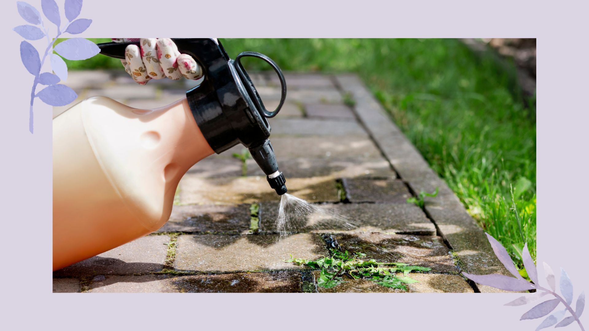 When is the best time to spray weed killer? Garden experts reveal how to get effective, long-lasting results