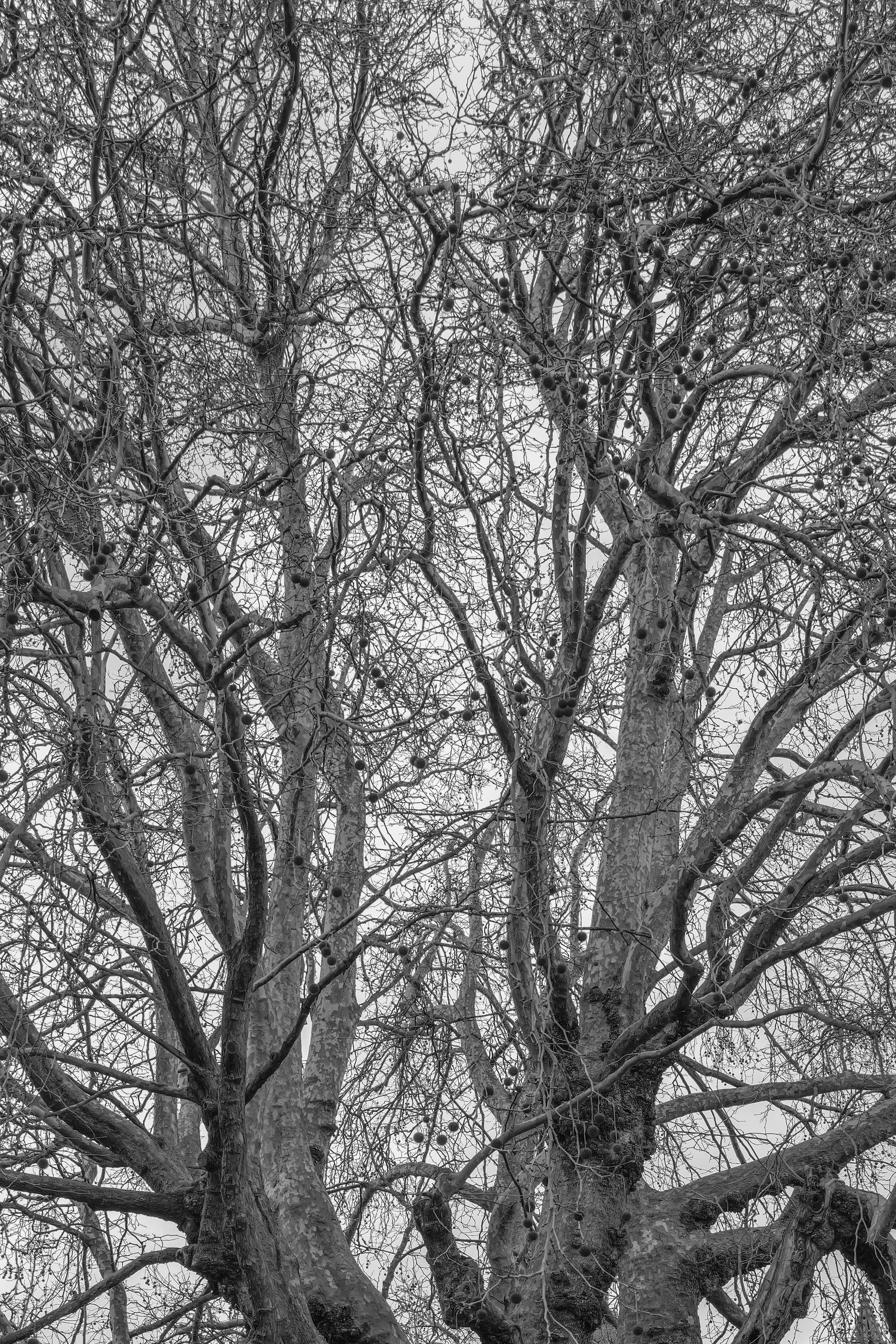 A photo taken on a Leica Q3 Monochrom black-and-white camera