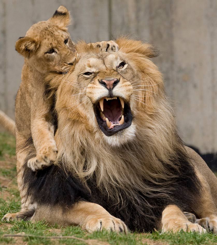 african lions sit at the Smithsonian National Zoo