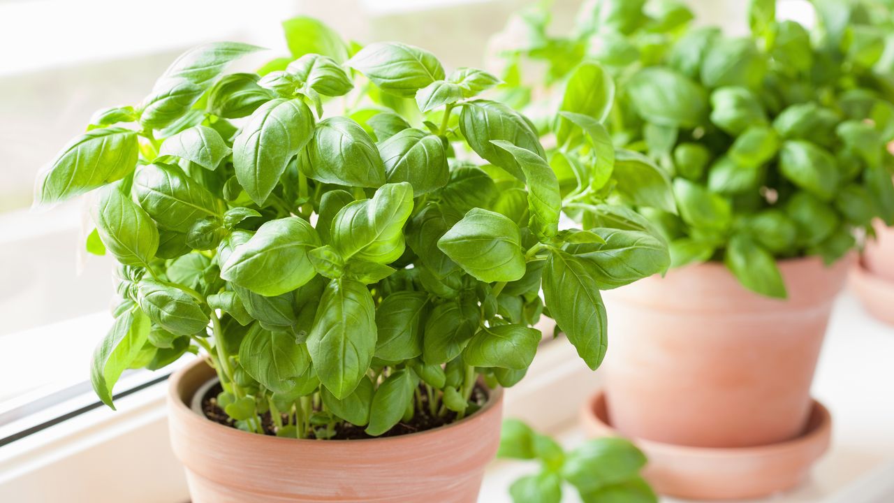 Basil plant in terracotta style pot