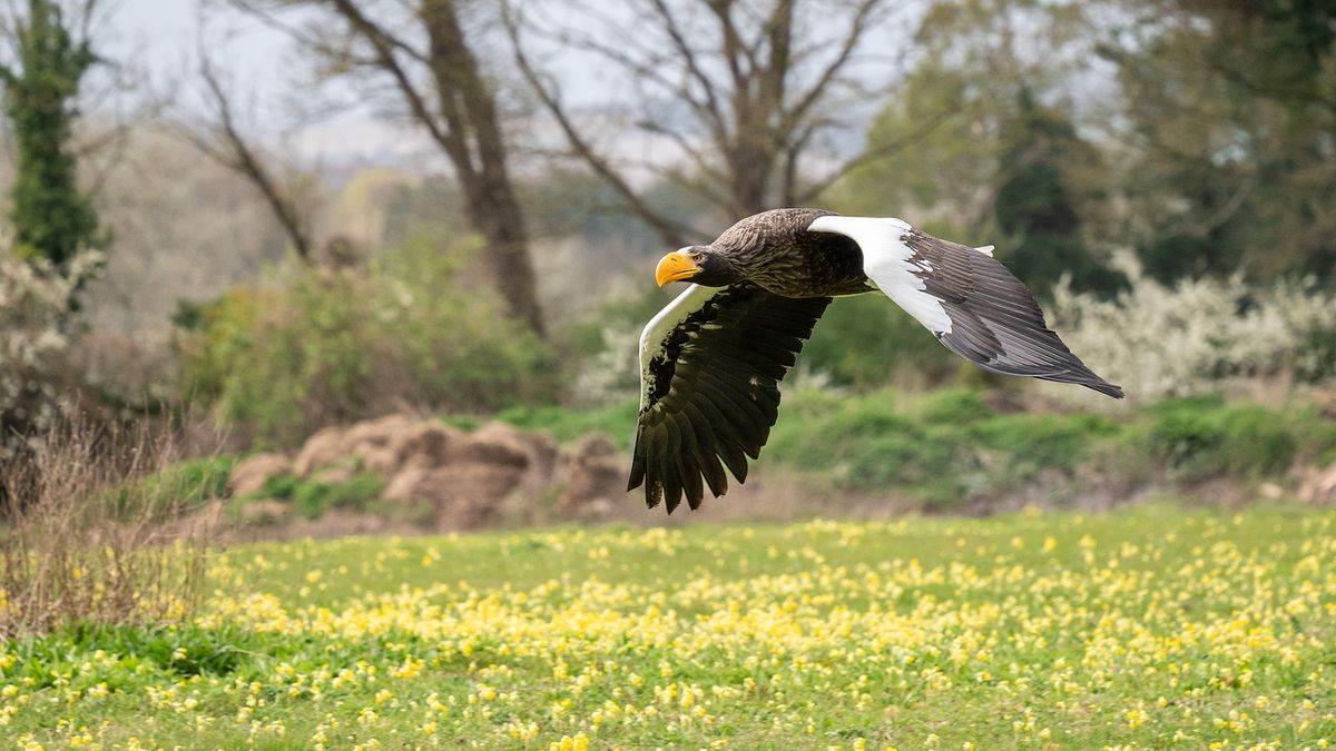 Hawk at Hawk Conservancy Trust, Hampshire, flying through meadow
