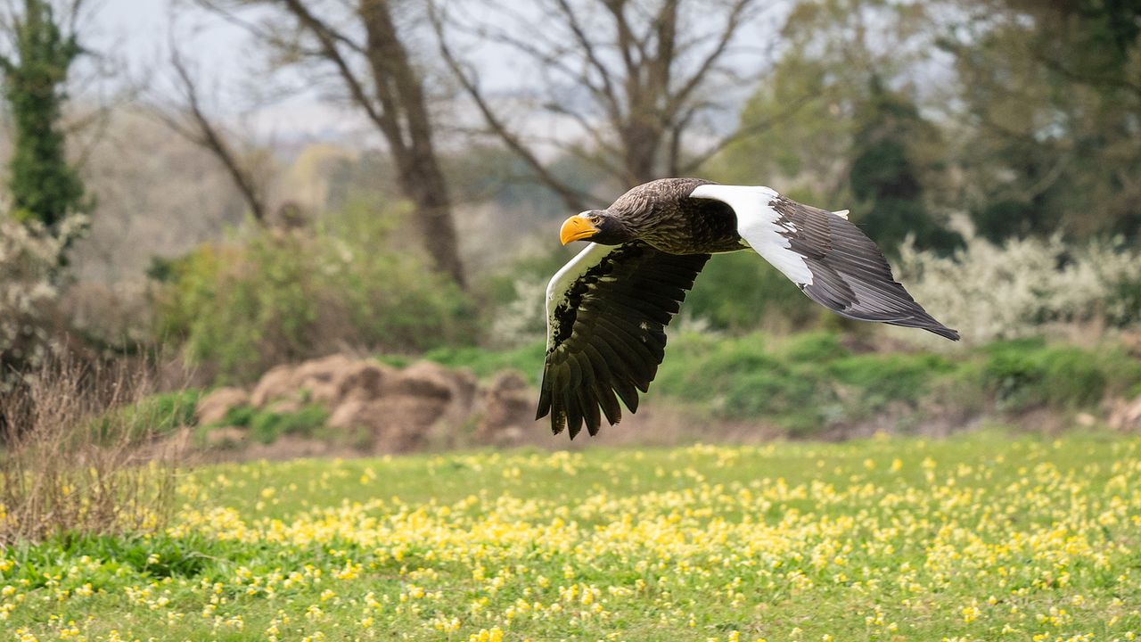 Hawk at Hawk Conservancy Trust, Hampshire, flying through meadow