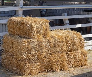 A plie of straw bales that could be used in the garden as part of composting