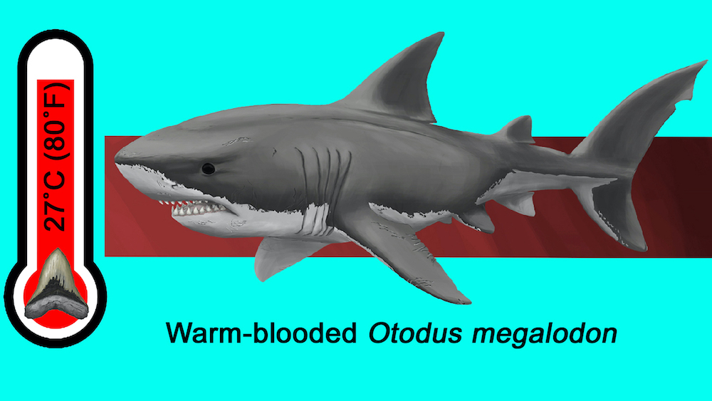 An illustration of Megalodon and its body temperature.