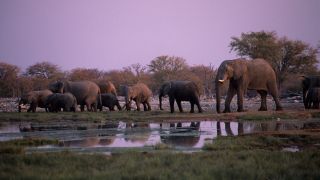 A group of elephants walk near water in a wetland area
