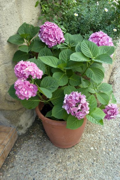 Pink Hydrangea Plant Growing In A Container