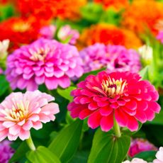 Colorful zinnias in the garden.
