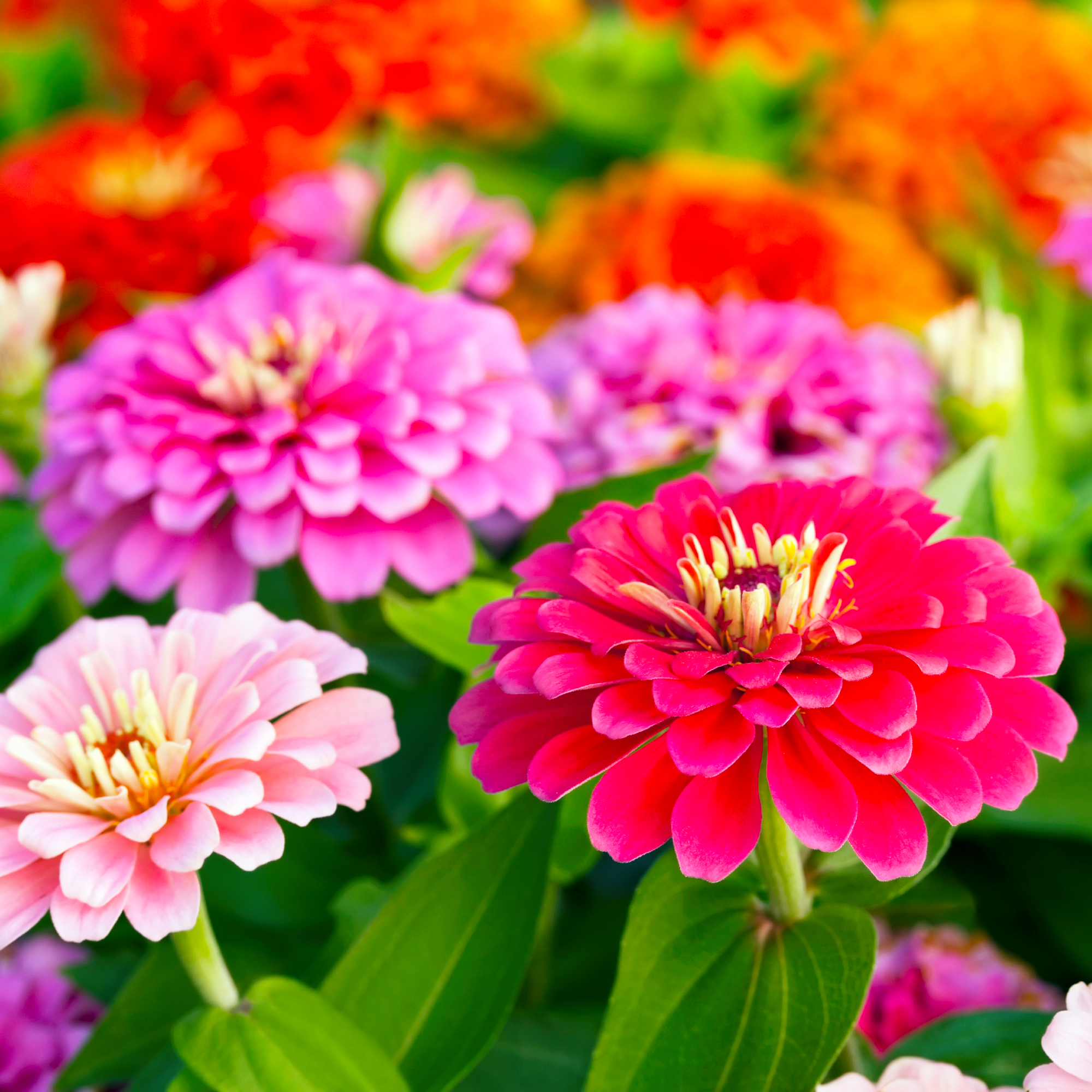 Colorful zinnias in the garden.