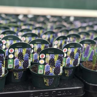 smart plant bundles with black pots