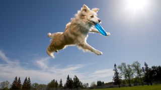 A dog catching a frisbee